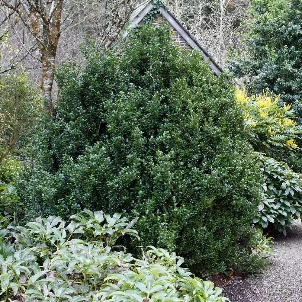 Fast Growing Trees Steeds Japanese Holly Shrub 5 Fast Growing Trees Steeds Japanese Holly Shrub
