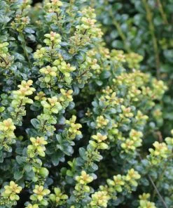 Fast Growing Trees Steeds Japanese Holly Shrub 10 Fast Growing Trees Steeds Japanese Holly Shrub