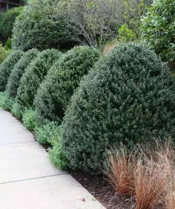Fast Growing Trees Steeds Japanese Holly Shrub 11 Fast Growing Trees Steeds Japanese Holly Shrub