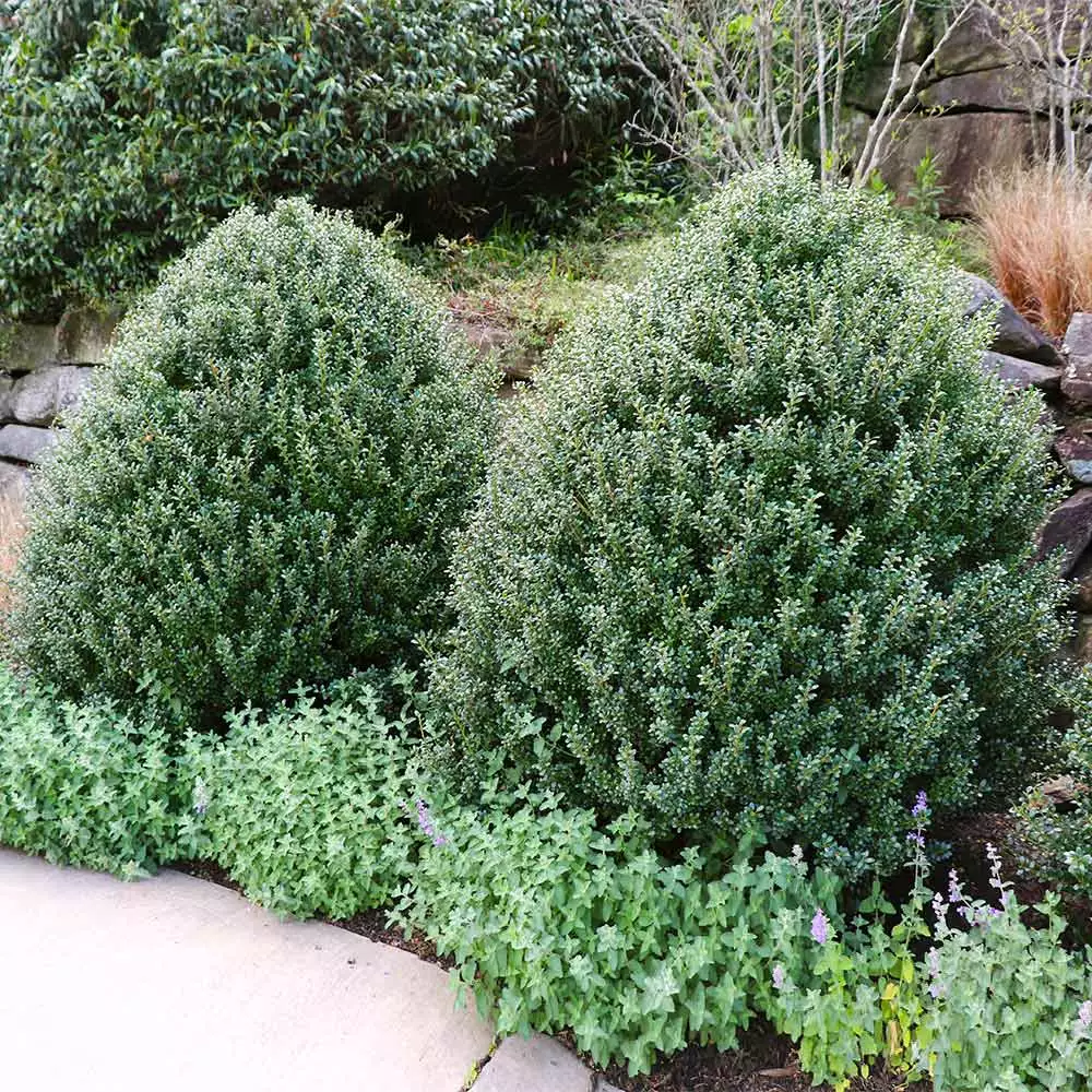 Fast Growing Trees Steeds Japanese Holly Shrub 4 Fast Growing Trees Steeds Japanese Holly Shrub