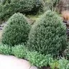 Fast Growing Trees Steeds Japanese Holly Shrub 1 Fast Growing Trees Steeds Japanese Holly Shrub