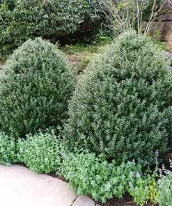 Fast Growing Trees Steeds Japanese Holly Shrub