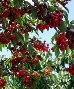 Fast Growing Trees Cherry Trees Stella Cherry Tree