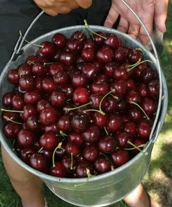 Fast Growing Trees Cherry Trees Stella Cherry Tree 8 Fast Growing Trees Cherry Trees Stella Cherry Tree
