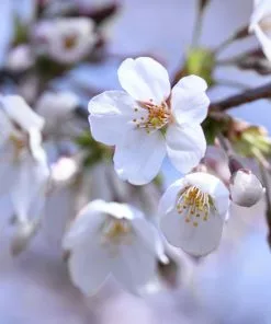 Fast Growing Trees Cherry Trees Stella Cherry Tree 9 Fast Growing Trees Cherry Trees Stella Cherry Tree