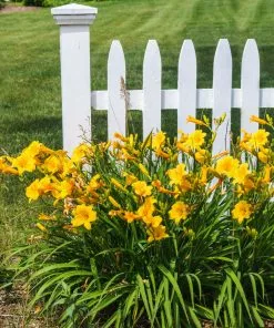 Fast Growing Trees Most Cold Hardy Stella D'Oro Daylily Plant