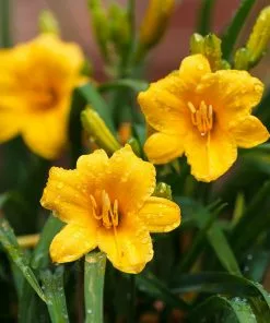 Fast Growing Trees Most Cold Hardy Stella D'Oro Daylily Plant 8 Fast Growing Trees Most Cold Hardy Stella D'Oro Daylily Plant