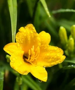 Fast Growing Trees Most Cold Hardy Stella D'Oro Daylily Plant 9 Fast Growing Trees Most Cold Hardy Stella D'Oro Daylily Plant