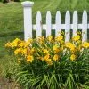 Fast Growing Trees Most Cold Hardy Stella D'Oro Daylily Plant 2 Fast Growing Trees Most Cold Hardy Stella D'Oro Daylily Plant