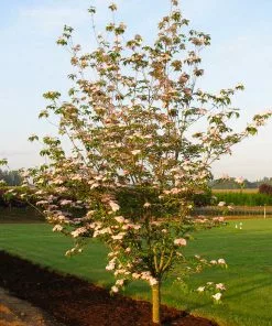 Fast Growing Trees Stellar Pink Dogwood Tree Dogwood Trees 10 Fast Growing Trees Stellar Pink Dogwood Tree Dogwood Trees