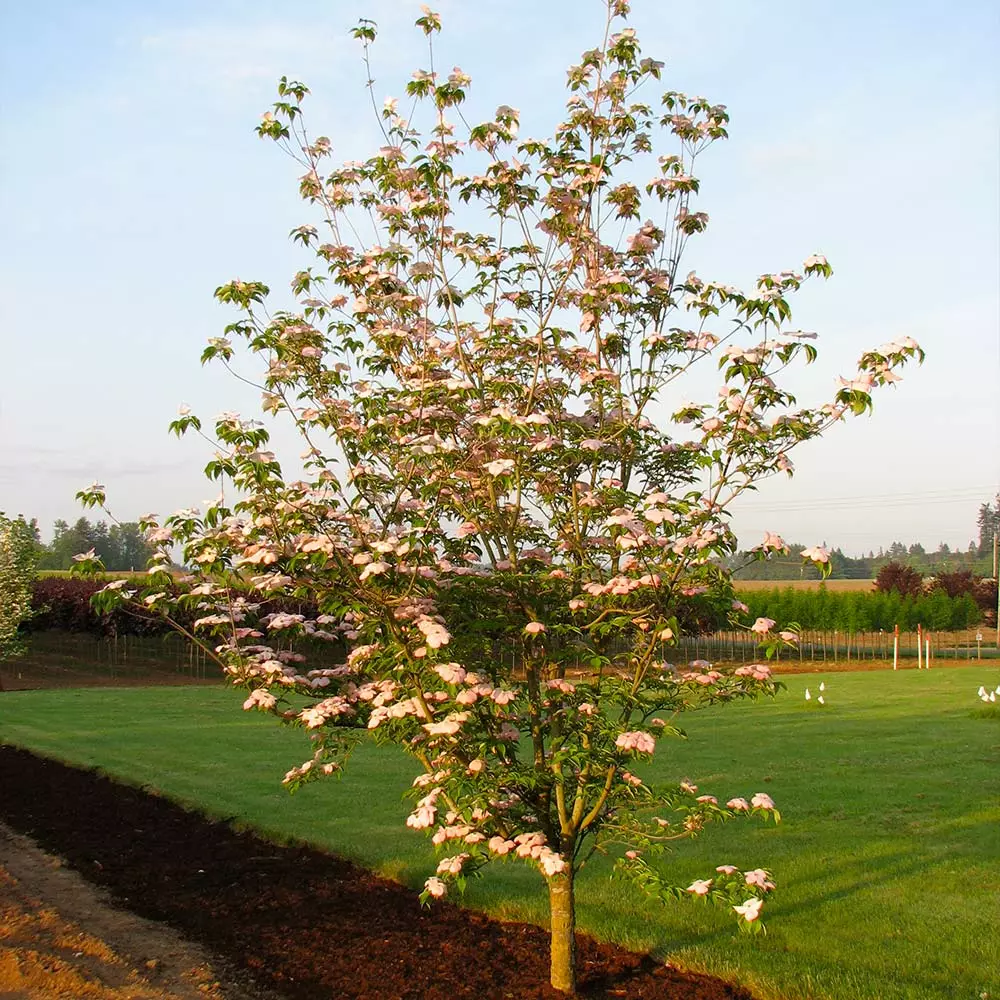 Fast Growing Trees Stellar Pink Dogwood Tree Dogwood Trees 6 Fast Growing Trees Stellar Pink Dogwood Tree Dogwood Trees