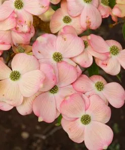 Fast Growing Trees Stellar Pink Dogwood Tree Dogwood Trees