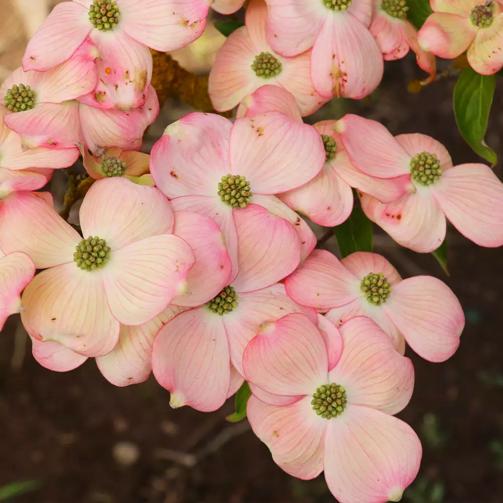 Fast Growing Trees Stellar Pink Dogwood Tree Dogwood Trees 4 Fast Growing Trees Stellar Pink Dogwood Tree Dogwood Trees