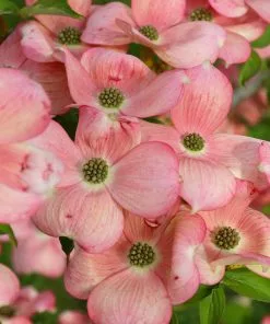 Fast Growing Trees Stellar Pink Dogwood Tree Dogwood Trees 11 Fast Growing Trees Stellar Pink Dogwood Tree Dogwood Trees