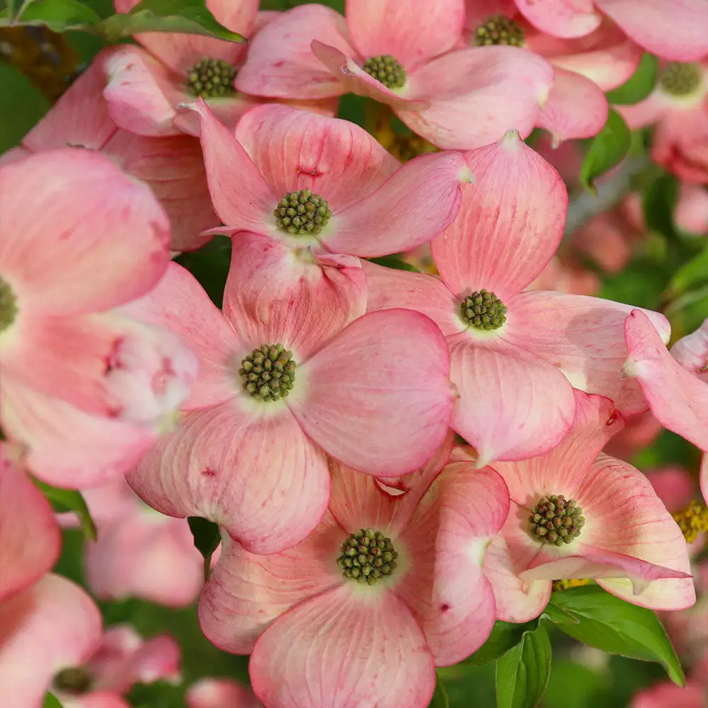 Fast Growing Trees Stellar Pink Dogwood Tree Dogwood Trees 7 Fast Growing Trees Stellar Pink Dogwood Tree Dogwood Trees