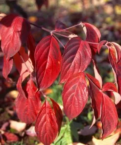 Fast Growing Trees Stellar Pink Dogwood Tree Dogwood Trees 9 Fast Growing Trees Stellar Pink Dogwood Tree Dogwood Trees