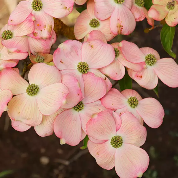 Fast Growing Trees Stellar Pink Dogwood Tree Dogwood Trees 3 Fast Growing Trees Stellar Pink Dogwood Tree Dogwood Trees