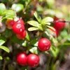 Fast Growing Trees Cranberry Bushes Stevens Cranberry Plant - USDA Organic