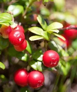 Fast Growing Trees Cranberry Bushes Stevens Cranberry Plant - USDA Organic