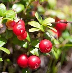 Fast Growing Trees Stevens Cranberry