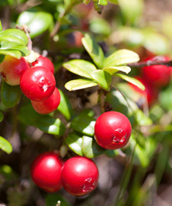 Fast Growing Trees Stevens Cranberry 9 Fast Growing Trees Stevens Cranberry