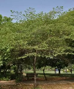 Fast Growing Trees Strawberry Tree 9 Fast Growing Trees Strawberry Tree