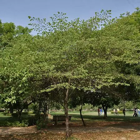 Fast Growing Trees Strawberry Tree 6 Fast Growing Trees Strawberry Tree