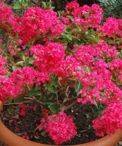 Fast Growing Trees Strawberry Dazzle® Dwarf Crape Myrtle 9 Fast Growing Trees Strawberry Dazzle® Dwarf Crape Myrtle