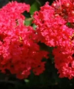 Fast Growing Trees Strawberry Dazzle® Dwarf Crape Myrtle 10 Fast Growing Trees Strawberry Dazzle® Dwarf Crape Myrtle