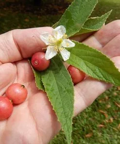 Fast Growing Trees Strawberry Tree 8 Fast Growing Trees Strawberry Tree