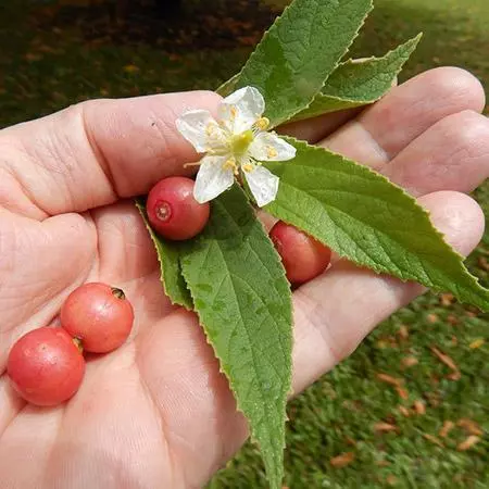 Fast Growing Trees Strawberry Tree 5 Fast Growing Trees Strawberry Tree