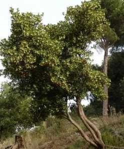 Fast Growing Trees Strawberry Tree See All Fruit Trees