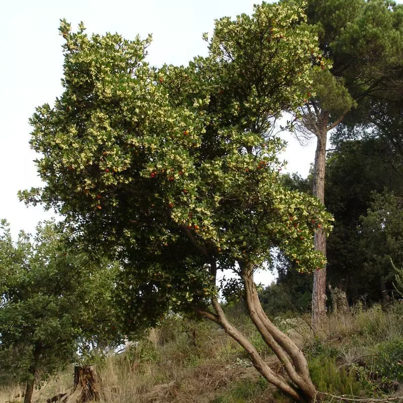 Fast Growing Trees Strawberry Tree See All Fruit Trees 4 Fast Growing Trees Strawberry Tree See All Fruit Trees