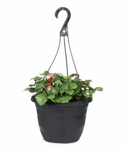 Fast Growing Trees Strawberry Hanging Basket Strawberry Plants 10 Fast Growing Trees Strawberry Hanging Basket Strawberry Plants