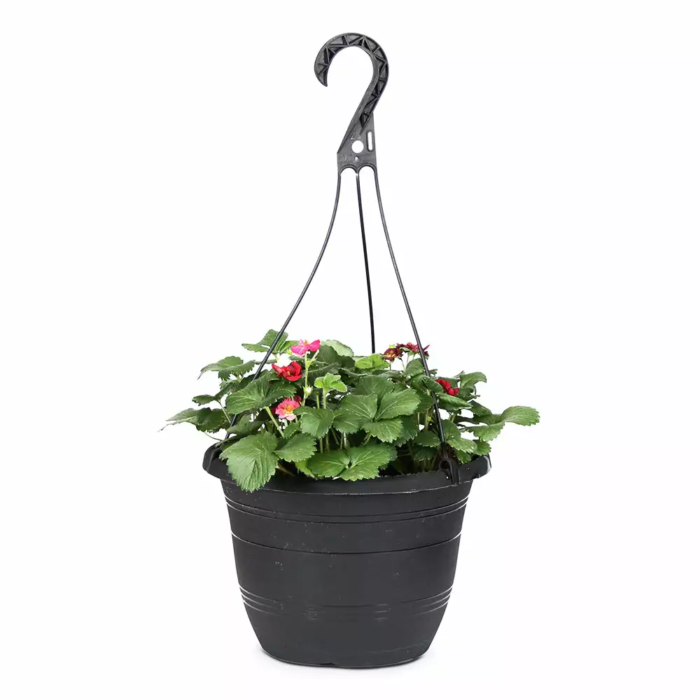 Fast Growing Trees Strawberry Hanging Basket Strawberry Plants 6 Fast Growing Trees Strawberry Hanging Basket Strawberry Plants