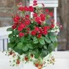 Fast Growing Trees Strawberry Hanging Basket Strawberry Plants 1 Fast Growing Trees Strawberry Hanging Basket Strawberry Plants