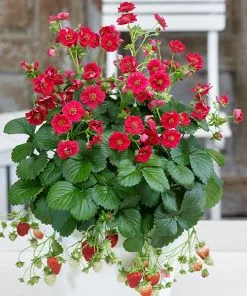 Fast Growing Trees Strawberry Hanging Basket Strawberry Plants