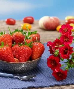 Fast Growing Trees Strawberry Hanging Basket Strawberry Plants 11 Fast Growing Trees Strawberry Hanging Basket Strawberry Plants