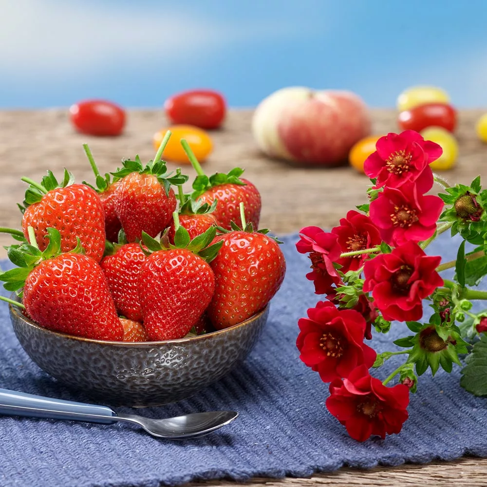 Fast Growing Trees Strawberry Hanging Basket Strawberry Plants 7 Fast Growing Trees Strawberry Hanging Basket Strawberry Plants