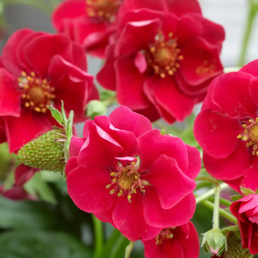 Fast Growing Trees Strawberry Hanging Basket Strawberry Plants 5 Fast Growing Trees Strawberry Hanging Basket Strawberry Plants