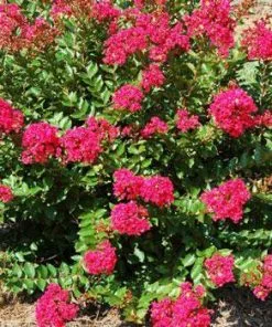 Fast Growing Trees Strawberry Dazzle® Dwarf Crape Myrtle