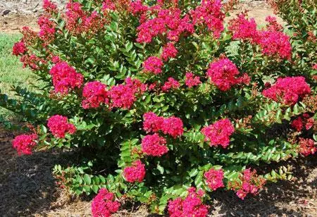 Fast Growing Trees Strawberry Dazzle® Dwarf Crape Myrtle 4 Fast Growing Trees Strawberry Dazzle® Dwarf Crape Myrtle
