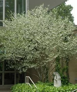 Fast Growing Trees Japanese Snowbell Tree 7 Fast Growing Trees Japanese Snowbell Tree