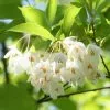 Fast Growing Trees Japanese Snowbell Tree 2 Fast Growing Trees Japanese Snowbell Tree