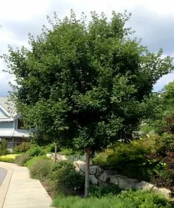 Fast Growing Trees Sugar Maple Tree 10 Fast Growing Trees Sugar Maple Tree