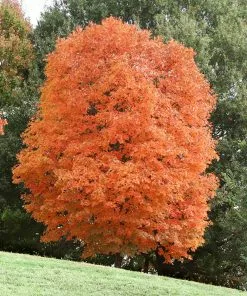 Fast Growing Trees Sugar Maple Tree 13 Fast Growing Trees Sugar Maple Tree