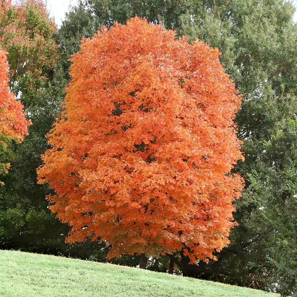Fast Growing Trees Sugar Maple Tree 8 Fast Growing Trees Sugar Maple Tree
