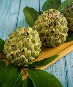Fast Growing Trees See All Fruit Trees Sugar Apple Tree (Sweetsop Tree)