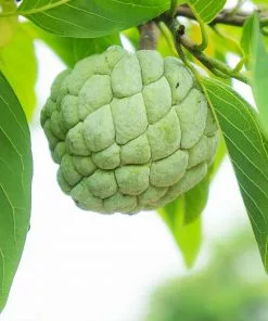 Fast Growing Trees See All Fruit Trees Sugar Apple Tree (Sweetsop Tree)