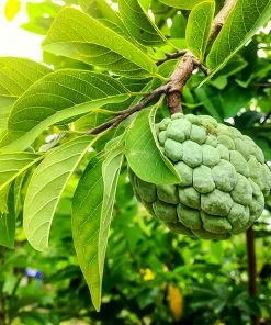Fast Growing Trees See All Fruit Trees Sugar Apple Tree (Sweetsop Tree)